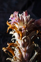 Aphyllon corymbosum