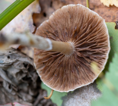 Meottomyces dissimulans