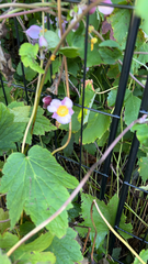 Eriocapitella hupehensis