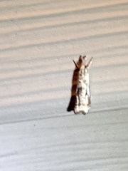 Microcrambus