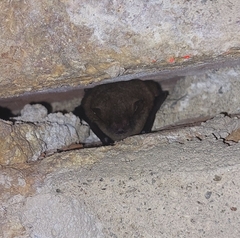 Pipistrellus
