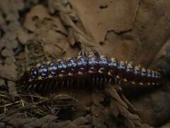 Nearctodesmidae