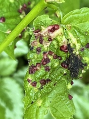 Myzus cerasi