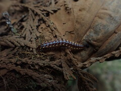 Nearctodesmidae