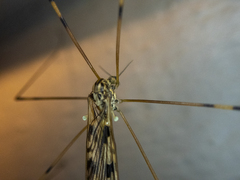 Metalimnobia cinctipes