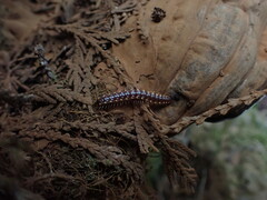 Nearctodesmidae