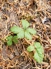 Rubus pedatus