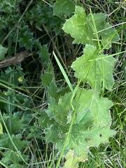 Carduus crispus