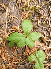 Rubus pedatus