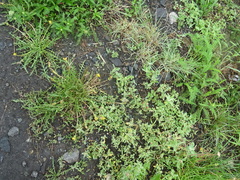 Atriplex tatarica