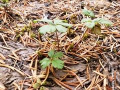 Rubus pedatus