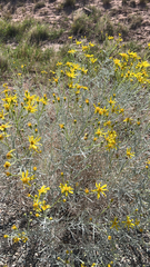 Senecio flaccidus