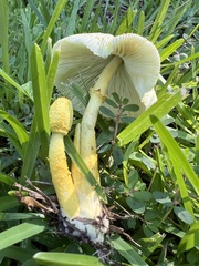 Leucocoprinus birnbaumii