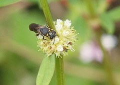 Hylaeus confluens
