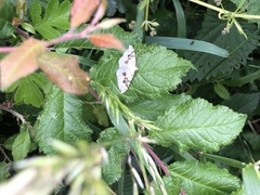 Xanthorhoe montanata