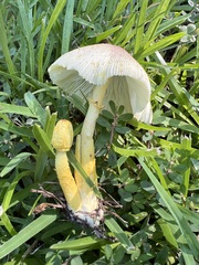 Leucocoprinus birnbaumii