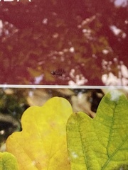 Prenolepis imparis