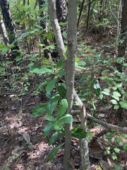 Magnolia