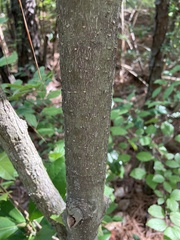 Magnolia