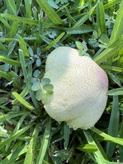 Leucocoprinus birnbaumii