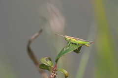 Oxya japonica