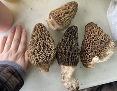 Morchella
