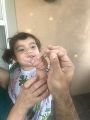 Sceloporus occidentalis