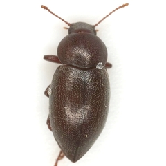 Conoecus ovipennis