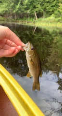 Micropterus dolomieu