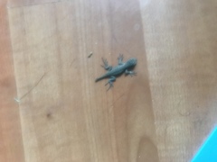 Sceloporus occidentalis