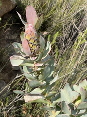 Protea eximia