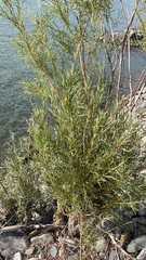 Salix exigua
