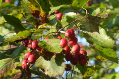 Crataegus holmesiana