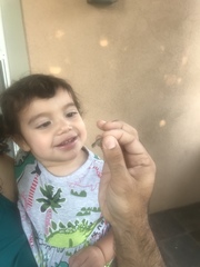 Sceloporus occidentalis