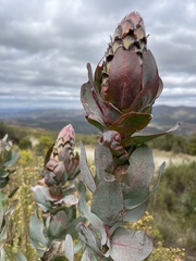 Protea eximia