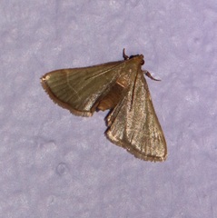 Hypsopygia binodulalis