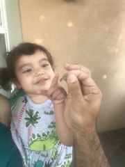 Sceloporus occidentalis