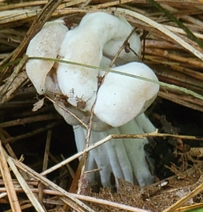 Hypomyces cervinigenus