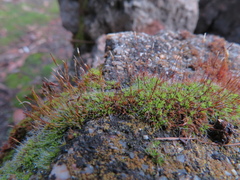 Tortula muralis muralis