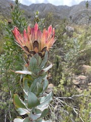 Protea eximia