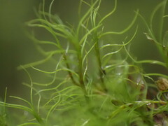 Distichium capillaceum