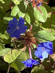 Ceratostigma plumbaginoides