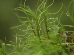 Distichium capillaceum