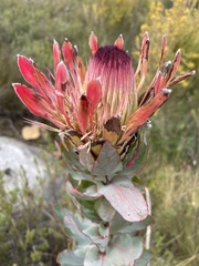 Protea eximia