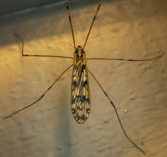 Metalimnobia cinctipes