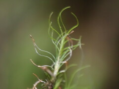 Distichium capillaceum