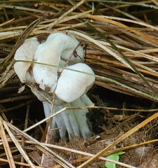 Hypomyces cervinigenus