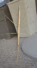 Megaphasma denticrus