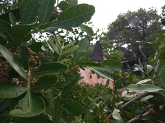 Pseudolycaena marsyas