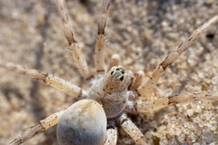 Hippasosa ghost